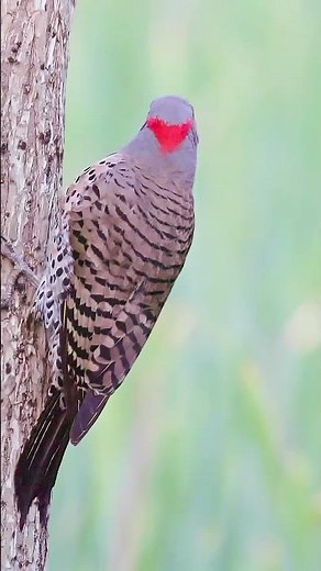 Northern Flicker - Calling for its mate