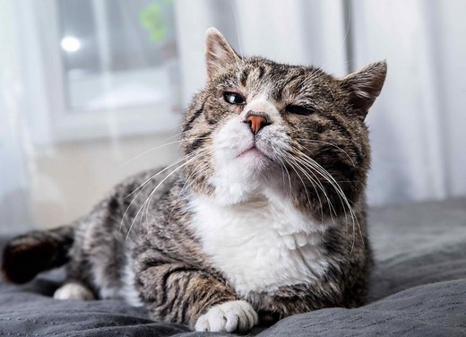 10 Signs Your Cat Is Aging