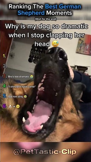 Ranking Ranking The Best German Shepherd Moments