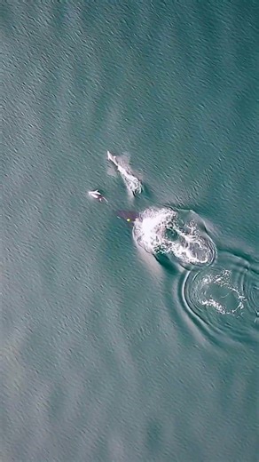 Orcas seen hunting alongside dolphins for first time