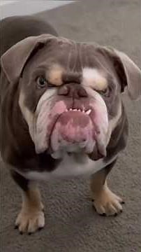 This Dog Has Zero Patience For Nonsense😂