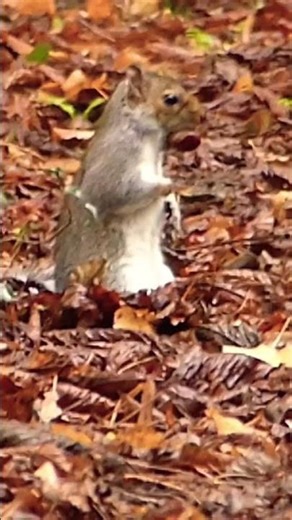 Squirrel with large conker 🐿🌰