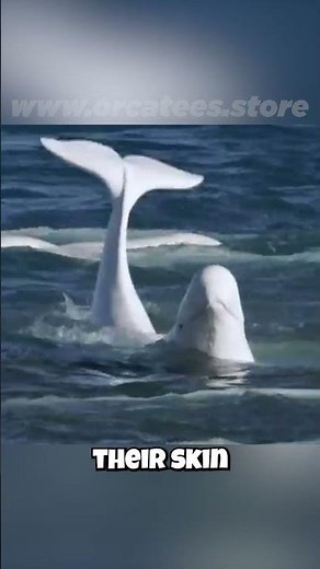 🥶 Beluga Whales: Never Cold in the Arctic?! ❄️ Their Secret to Staying Warm!