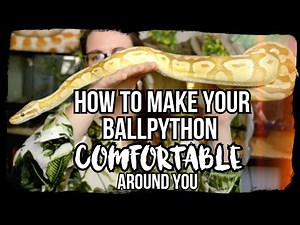HOW TO MAKE YOUR BALLPYTHON COMFORTABLE AROUND YOU