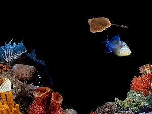 The Underwater Screen Saver from Windows 98 | Computer Love Records