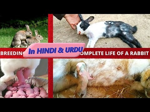 The Complete Guide to Rabbit Life: Breeding, Birth, and Baby Care