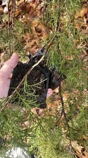 The easy way to propagate / clone any trees ft. Red Cedar