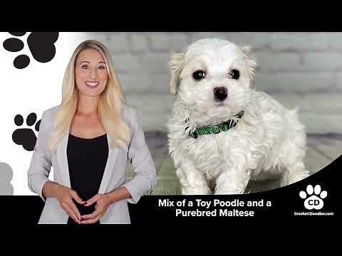 Maltipoo Breed Information and Characteristics