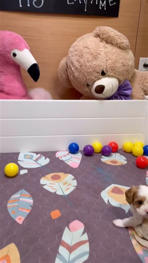 64 reactions · 29 comments | Check out our three adorable Cavapoo pups all dressed up for Halloween!  Enjoy their cute moments and let the puppy cam enchant you! DM us for more details! #cavapoo #cavapoolove #cavapoopuppy #fureverlove #halloween #family | Boone Hill Doodles | Facebook