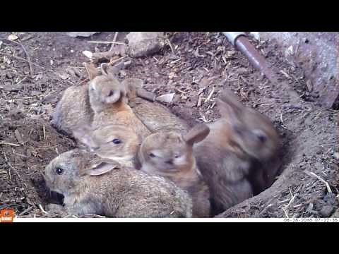 Young life - Baby rabbits and their mom (Bushnell Nature View)