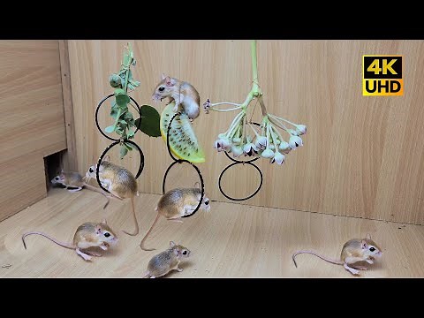 Cat Tv - Mouse Games for Cats To Enjoy - 8 Hours 4k Mice fun & playing on rings