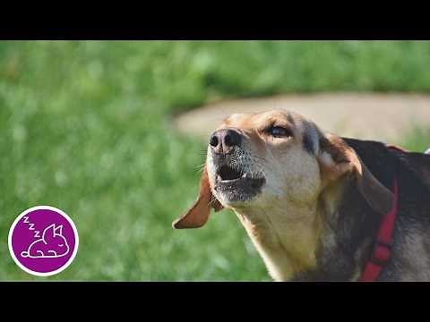 20 Hours of Entertainment for Dogs | Video for Dogs To Watch!