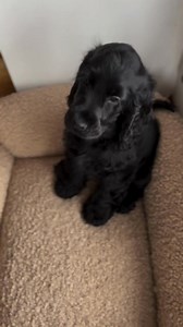 Baby🐶 | Cocker spaniel puppies for adoption near me