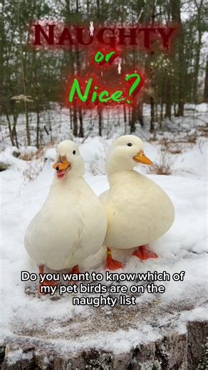 Surprising Facts About Pet Ducks and Farm Animals