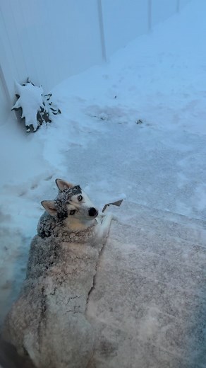 420K views · 5.1K reactions | Freyja the Siberian Husky loves the snow fall #husky #siberianhusky #dog #dogs #puppiesofinstagram #puppylife #puppies #freyjathehusky #themcintoshdoggies #winter #winterstorm #snowfall #heavysnow #iowa | Rowell Tidoso McIntosh | Facebook