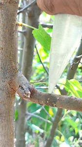 9.1M views · 10K reactions | Unique grafting idea #gardening | Easy Grafting Techniques | Facebook