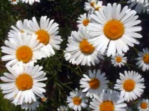 Fibonacci Numbers in Nature