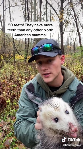 Fascinating Facts about Opossums: North America's Only Marsupial