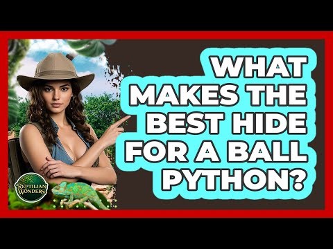 What Makes The Best Hide For A Ball Python? - Reptilian Wonders