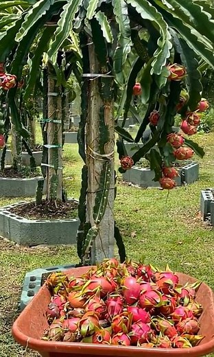 How to Grow Dragon Fruit at Home 🌵 | Full Guide for Beginners (Step-by-Step) #mybackyardgarden