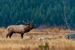 Elk Sounds and What They Mean When You Hear Them