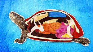 770K views · 5.6K reactions | This is what's inside a turtle shell. | Insider Science | Facebook