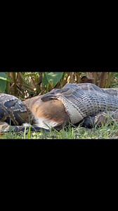 3.8K views · 15K reactions | Open wide! 歷 When python researchers...