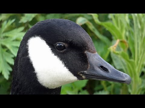 Bird Facts: The Canada Goose
