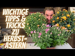 Tipps und Tricks zu Herbstastern vom Profi - Die Chrysantheme, die beliebte Herbst Pflanze