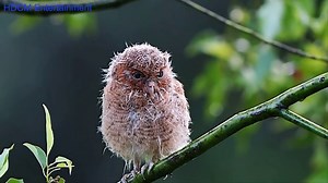 amazing!!! | Animal Planet Channel