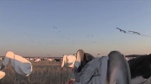 Snow Goose Sounds and MP3 E-Caller Tracks - OutdoorProductGuide