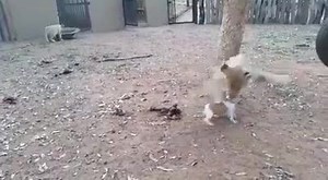 7.7K views · 119 reactions | Doggggggg !! | BasBuzz.com | Facebook