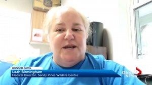 Heartbroken Canadian goose continues to return to scene where mate was killed