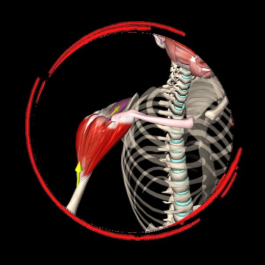 3D Anatomy App: Watch 2000+ unique videos of all muscles in 3D
