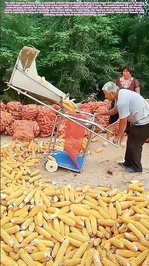 Grain-Flip Revolution: How a Hand-Cranked Cart Transforms Harvest Loading