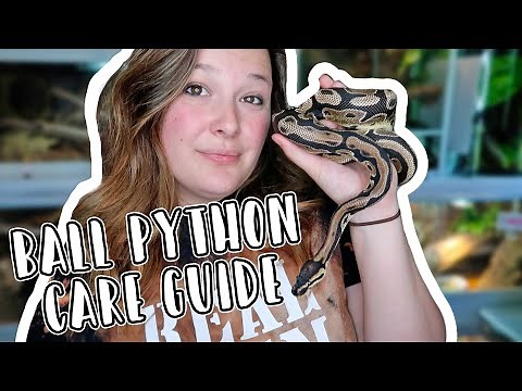 Ball Pythons 101: The Basic Ball Python Care Guide (2024)