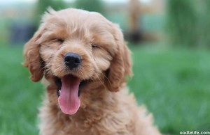 Cavapoo Potty Training Guide [5 Simple Steps] - OodleLife®