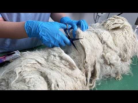 Unbelievable Dog Grooming Transformation [4K] [CC]