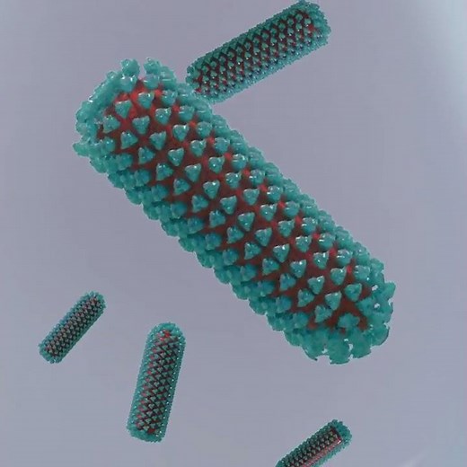 How rabies infection occurs