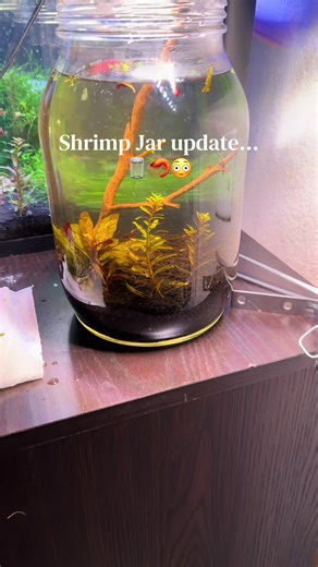 1 Week Shrimp Jar Update: Growth and New Additions