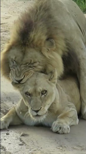Lion mating ritual up close! #shorts #wildlife #lions