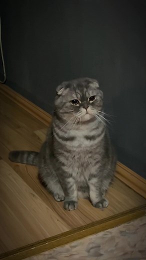 Understanding Why Cats Cry: Exploring the Behavior of Cats