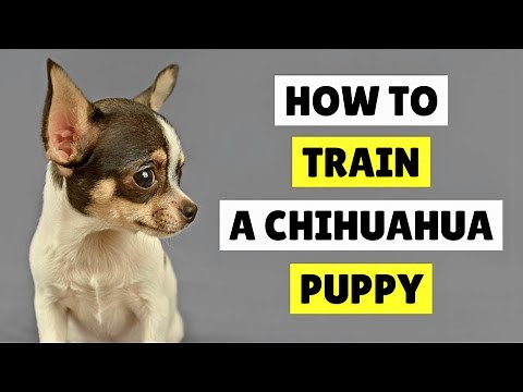 How to TRAIN a Chihuahua Puppy with Ease ✅