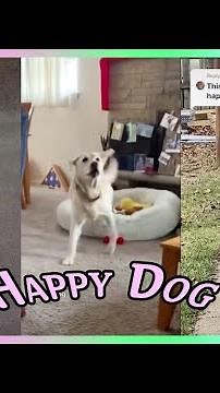 Happy Guy Hap hap Happy Dog Song