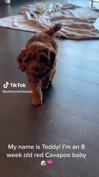 Meet Teddy the Red Cavapoo Puppy!