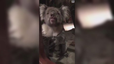 Grumpy koala growls outside cat door