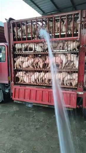 3 Ways to Raise Pigs for BIG Farmhouse Profits! 🐷💰 Want to turn pig farming into a highly profitable business? In this video, we’ll show you three powerful ways to raise pigs in a farmhouse setting and maximize your earnings. Whether you’re just starting out or already farming, these practical tips will help you boost your farm’s profitability while ensuring your pigs grow healthy and strong. We’ll cover: ✅ The best pig breeds for fast growth and high returns ✅ Feeding strategies to cut costs 