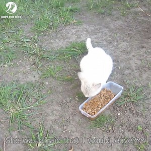 28K views · 2.5K reactions | White cat with blue eyes waiting for me. | I Kiligers | Facebook