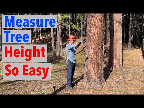 How to Measure the Height of a Tree - Simple