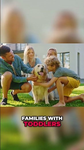 Labrador Retrievers Are IDEAL For Families With Young Active Children